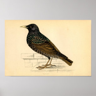 Klassieke zoölogische Etching - Starling Poster