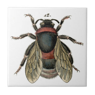 Klassieke zoölogische Etching van een Bumble Bee Tegeltje