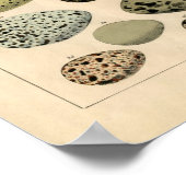 Klassieke zoölogische Etching - vogeleieren Poster (Hoek)