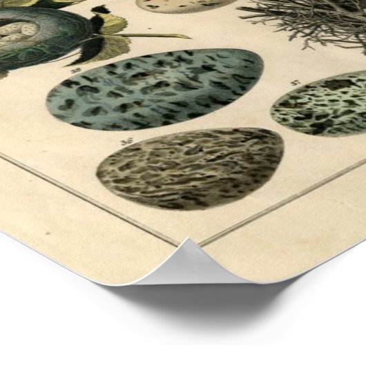 Klassieke zoölogische Etching - Vogelnesten en -ei Poster (Hoek)