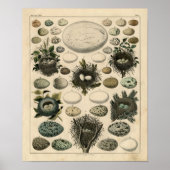 Klassieke zoölogische Etching - Vogelnesten en -ei Poster (Voorkant)