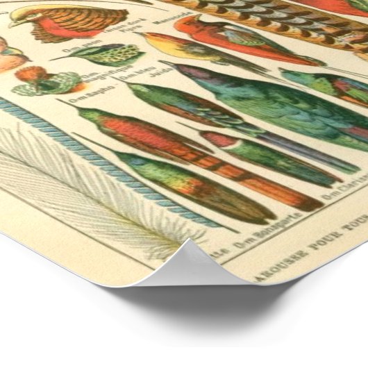 Klassieke zoölogische Etching - vogels en Plumage Poster (Hoek)