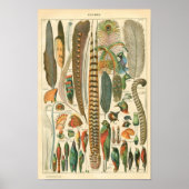 Klassieke zoölogische Etching - vogels en Plumage Poster (Voorkant)