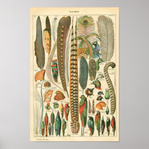 Klassieke zoölogische Etching - vogels en Plumage Poster