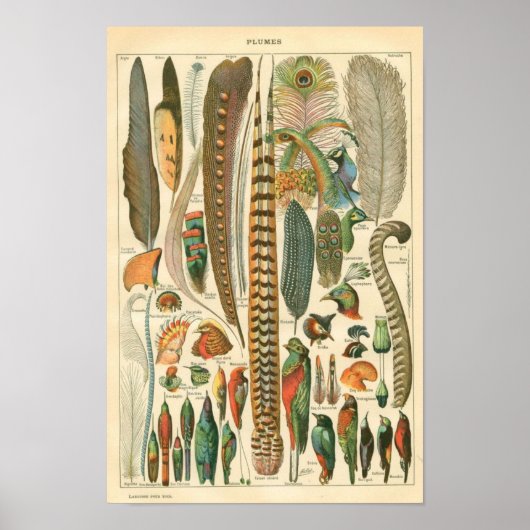 Klassieke zoölogische Etching - vogels en Plumage Poster (Voorkant)