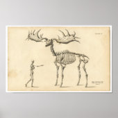Klassieke zoölogische etsing - Ancient Elk & Human Poster (Voorkant)