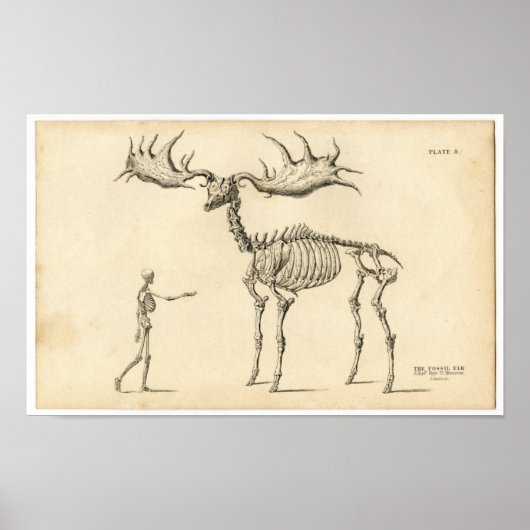 Klassieke zoölogische etsing - Ancient Elk & Human Poster (Voorkant)