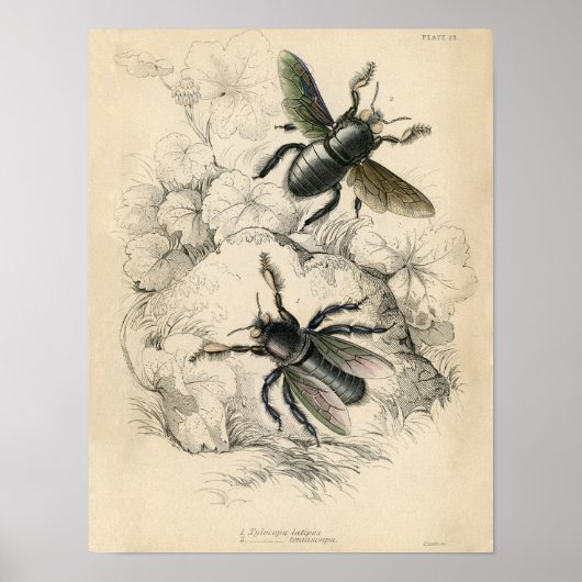 Klassieke zoölogische etsing bij bijen poster (Voorkant)