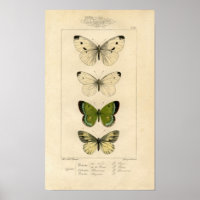 Klassieke zoölogische etsing - Butterflies