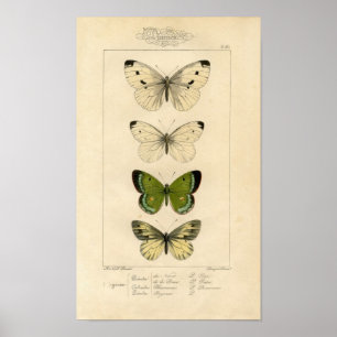 Klassieke zoölogische etsing - Butterflies Poster