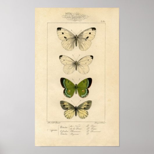 Klassieke zoölogische etsing - Butterflies Poster (Voorkant)
