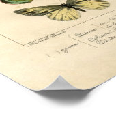 Klassieke zoölogische etsing - Butterflies Poster (Hoek)