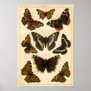 Klassieke zoölogische etsing - Butterflies Poster