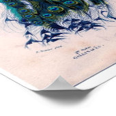 Klassieke zoölogische etsing - pacock poster (Hoek)