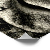 Klassieke zwarte en witte rozen poster (Hoek)