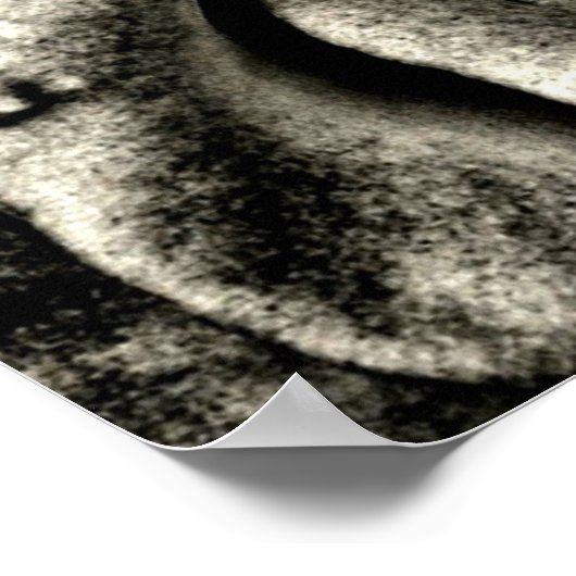 Klassieke zwarte en witte rozen poster (Hoek)