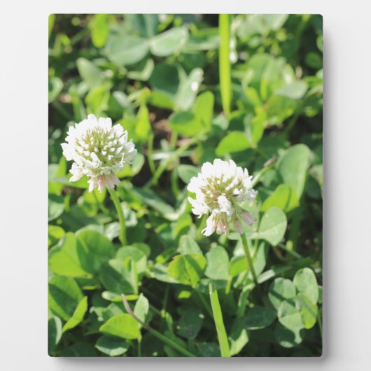 Klavers en bloemen fotoplaat (Voorkant)
