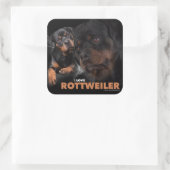 Kleber - Rottweiler Vierkante Sticker (Tas)