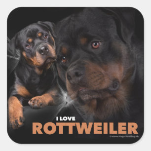 Kleber - Rottweiler Vierkante Sticker