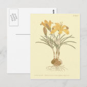 Kleding van de gouden kroonillustratie briefkaart (Voorkant / Achterkant)