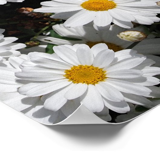 Kleding van witte melkbloemen poster (Hoek)