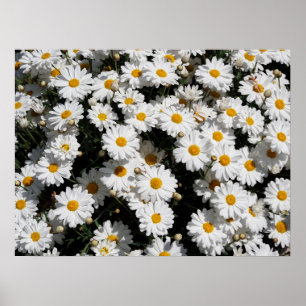 Kleding van witte melkbloemen poster