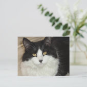 Kleding van zwarte en witte langwerpige katten briefkaart (Staand voorkant)