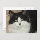 Kleding van zwarte en witte langwerpige katten briefkaart (Voorkant / Achterkant)