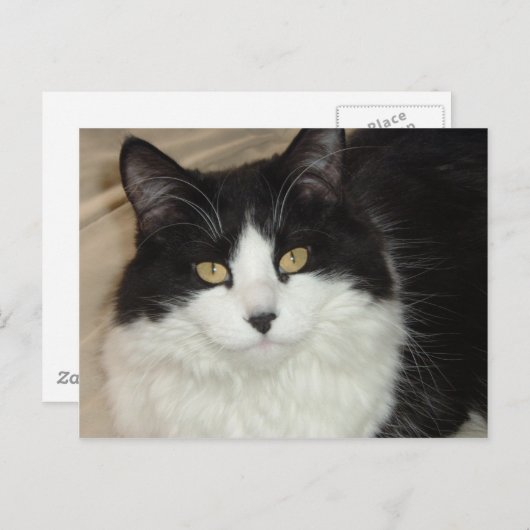 Kleding van zwarte en witte langwerpige katten briefkaart (Voorkant / Achterkant)