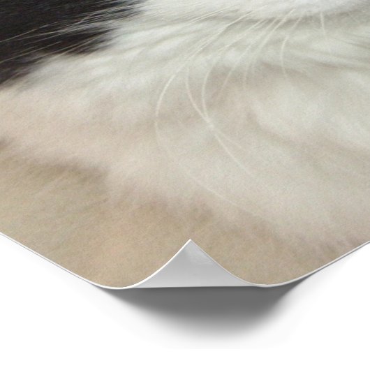 Kleding van zwarte en witte langwerpige katten poster (Hoek)