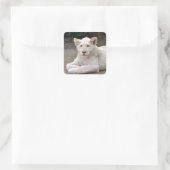 Kleding witte leeuwenkub op de grond vierkante sticker (Tas)