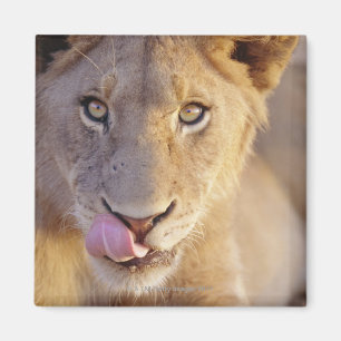 Kledingportret van een jonge mannelijke leeuw die  magneet