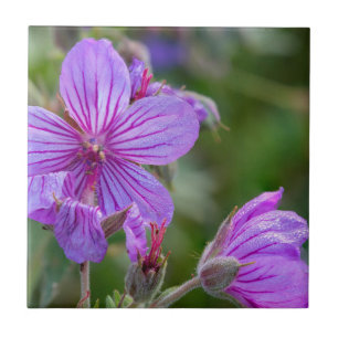 Kleefganzerik-wilde bloemen tegeltje