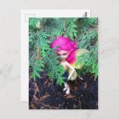 Klein Beer Bracken, Aziatische bal-munt Briefkaart (Voorkant / Achterkant)