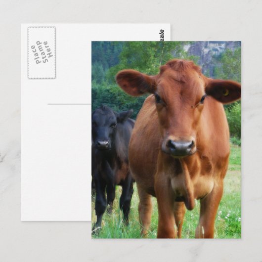 Klein beslag van drie koeien briefkaart (Voorkant / Achterkant)