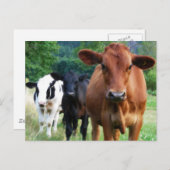 Klein beslag van drie koeien briefkaart (Voorkant / Achterkant)