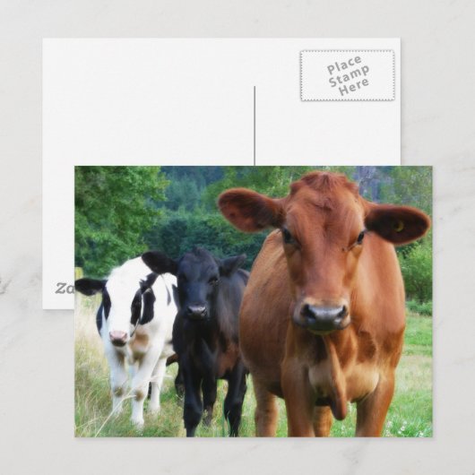 Klein beslag van drie koeien briefkaart (Voorkant / Achterkant)