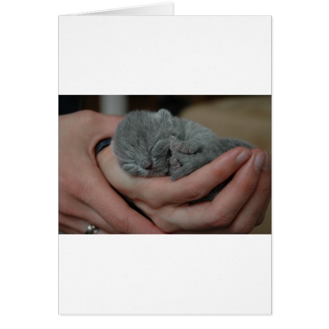 Klein Blauw Babykatje (Voorkant)