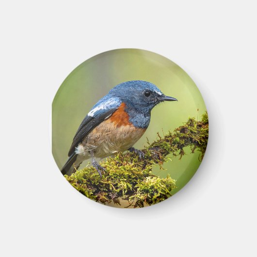 Klein blauw vogeltje magneet (Voorkant)