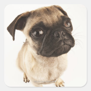 Klein hondenras met een kort gemuild gezicht vierkante sticker