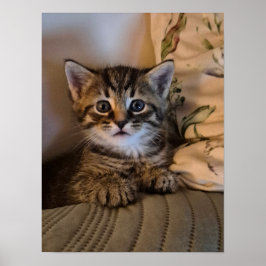 Klein katje poster