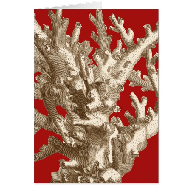 Klein koraal in rood (Voorkant)