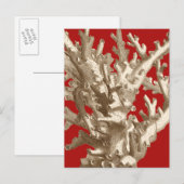Klein koraal in rood briefkaart (Voorkant / Achterkant)
