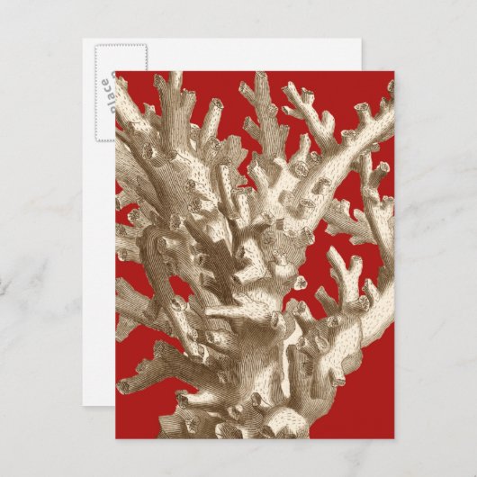 Klein koraal in rood briefkaart (Voorkant / Achterkant)