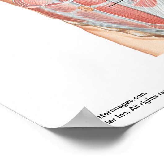 Klein poster - Abdominale spieren van Netter (Hoek)