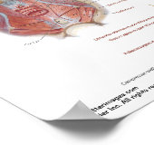 Klein poster - Pelvic Diaphragm van Netter (Hoek)