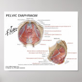 Klein poster - Pelvic Diaphragm van Netter (Voorkant)