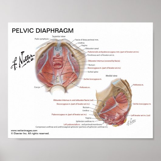 Klein poster - Pelvic Diaphragm van Netter (Voorkant)