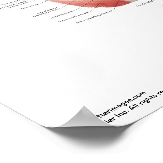 Klein poster - Pelvic Floor Muscles in Netter (Hoek)