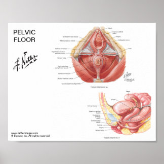 Klein poster - Pelvic Floor Muscles in Netter